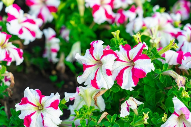 Petunia rossa e bianca su un primo piano del letto del giardino, vista dall'alto