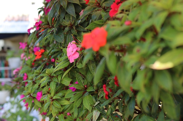 Petunie colorate di bellissimi fiori che sbocciano sono disposte ordinatamente su una fioriera. Alta qualità pag