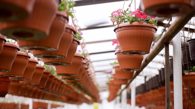 Petunie in vasi in una serra in primavera Fiori di petunia rosa gialli e viola appesi in plastica