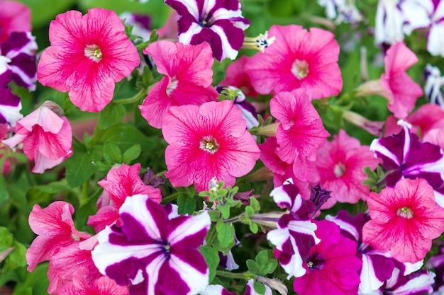 Petunie rosa brillante nel giardino fiorito