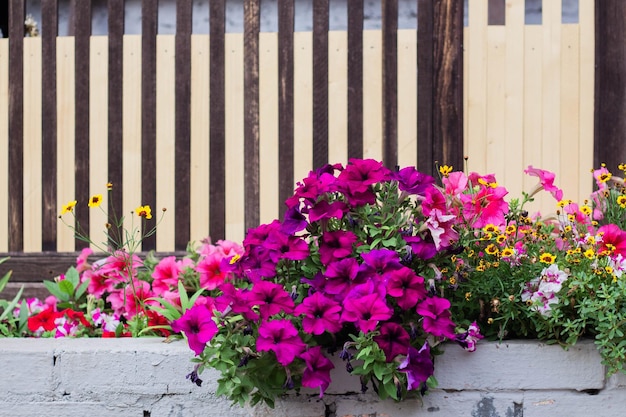 Petunie rosa e altri fiori stanno sbocciando nell'aiuola