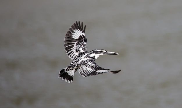 Pezzato Kingfisher in bilico sopra il fiume in Thailandia