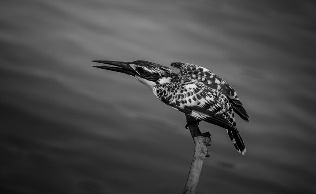 Pezzato Kingfisher in bilico sopra il fiume in Thailandia