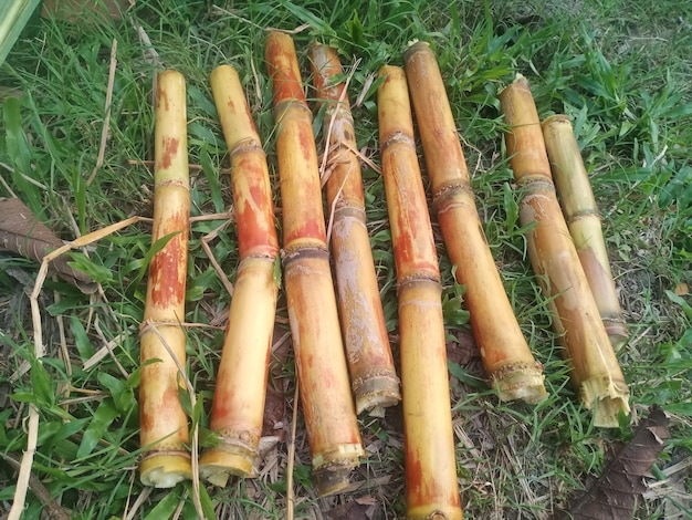 Pezzo di taglio della canna da zucchero sul campo di erba verde la canna da zucchero è un'erba della famiglia delle poaceae