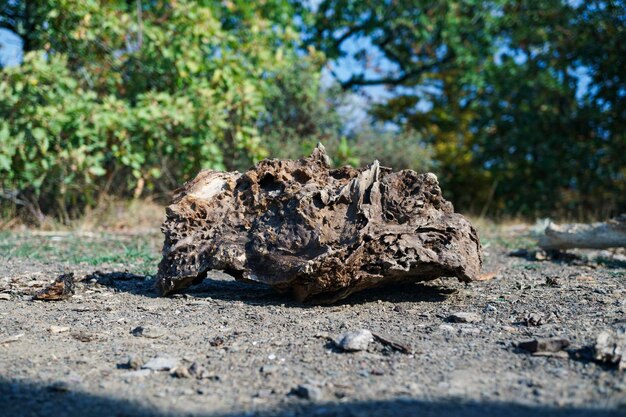 Pezzo pietrificato di legno distrutto