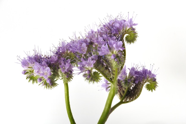 Phacelia isolata su fondo bianco