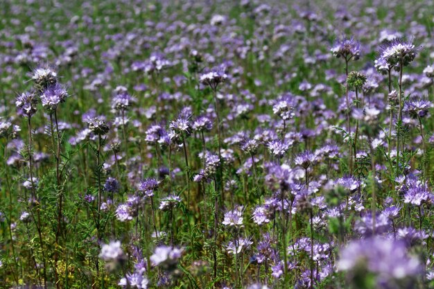 Phacelia tanacetifolia