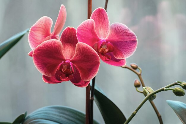 Phalaenopsis Anthura Narbonne Moth Orchid Narborre Noir che fiorisce sotto la lampada in inverno