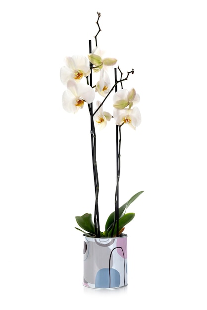 Phalaenopsis bianca davanti a uno sfondo bianco