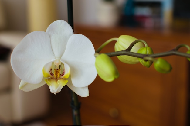 Phalaenopsis bianca dell&#39;orchidea con i germogli in fioritura. Pianta della casa dei fiori bella e delicata