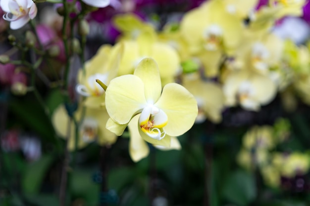 Phalaenopsis Hybrid Amabilis fiore di orchidee giallo