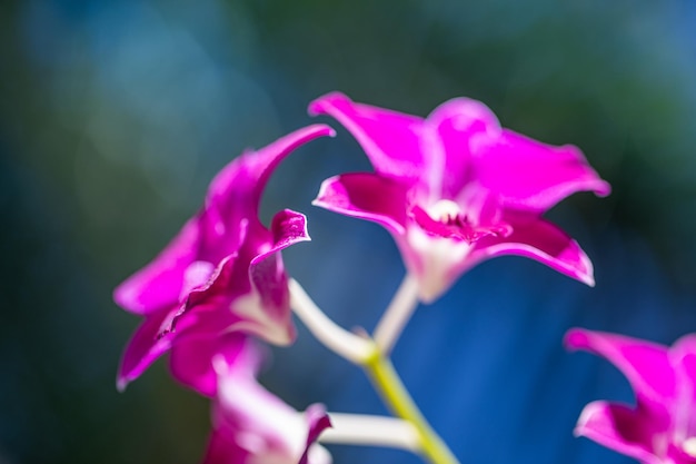 Phalaenopsis rosa o Moth dendrobium Orchid flover Sfondo Orchidea