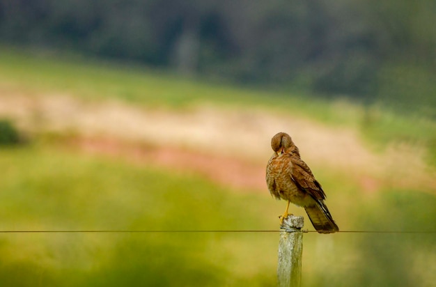 Phalcoboenus chimango - Il chimango è una specie di uccello falconiforme della famiglia Falconidae.