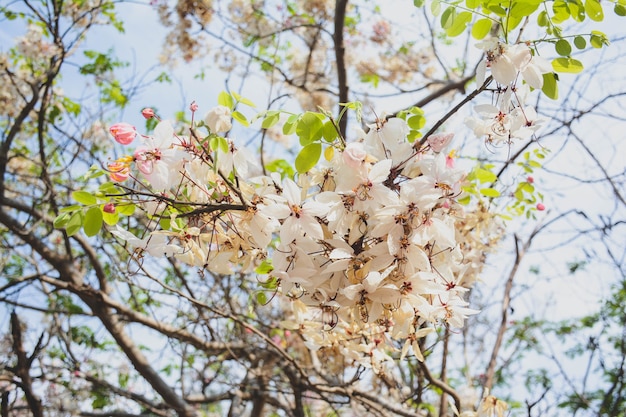 Phaya Sua fiore,Prunus cerasoides,Prunus cerasoides in terra tailandese