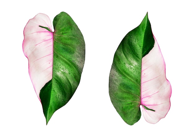 Philodendron Pink Princess Leaf su sfondo bianco