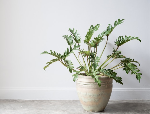 Philodendron xanadu botanica pianta da appartamento tropicale in bellissimo vaso in ceramica verde sul pavimento di cemento del grunge