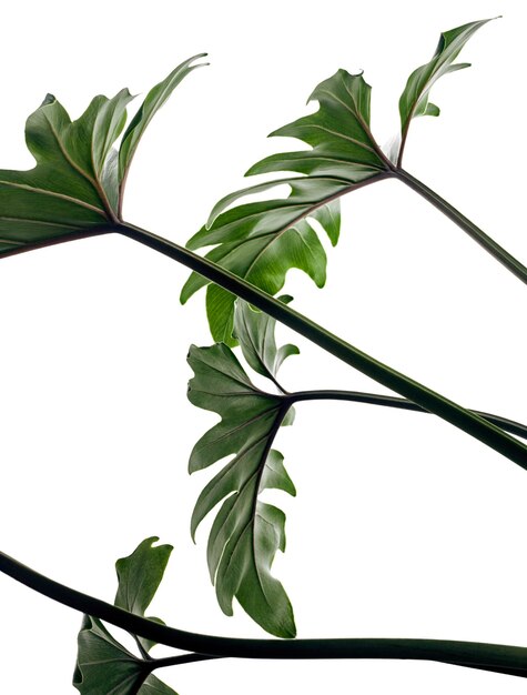 Philodendron Xanadu, foglie di Xanadu isolate su sfondo bianco, con tracciato di ritaglio