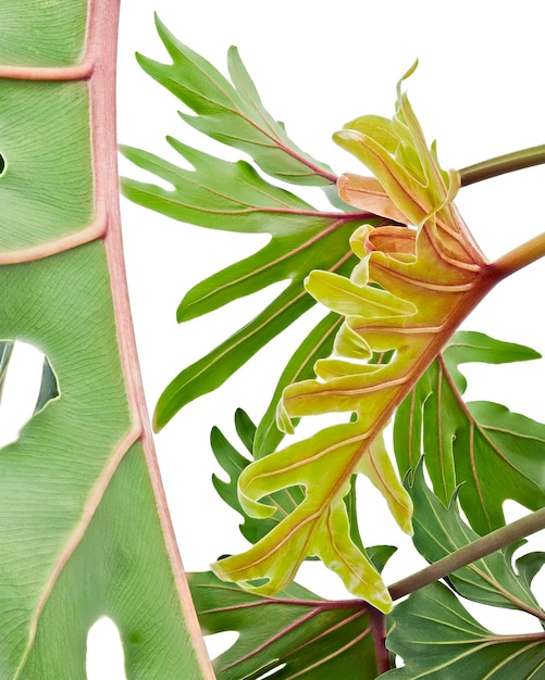 Philodendron Xanadu, foglie di Xanadu isolate su sfondo bianco, con tracciato di ritaglio