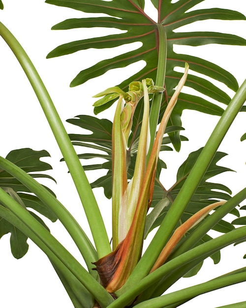 Philodendron Xanadu, foglie di Xanadu isolate su sfondo bianco, con tracciato di ritaglio