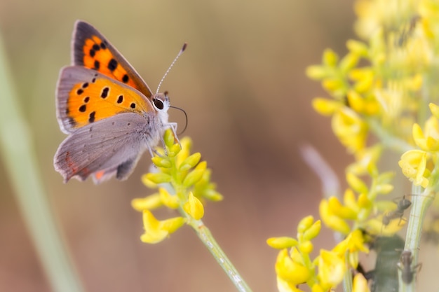 Phlaeas di Lycaena