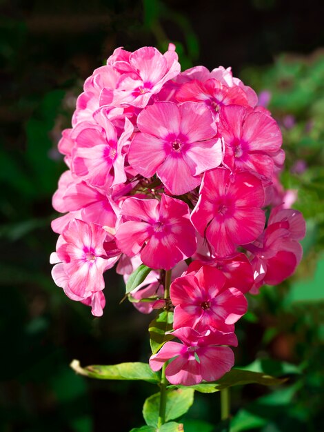 Phlox da giardino rosa (Phlox paniculata). Ramo fiorito di flox rosa in giardino. Messa a fuoco selettiva sfocata morbida, primo piano.