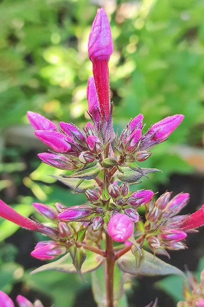 Phlox fiori Giardinaggio Feste ed eventi Un biglietto di auguri