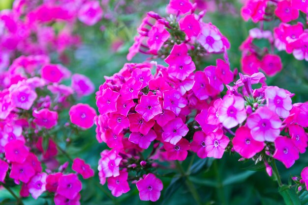 Phlox paniculata fiore perenne rosa in giardino