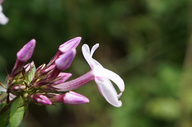 Phlox paniculata