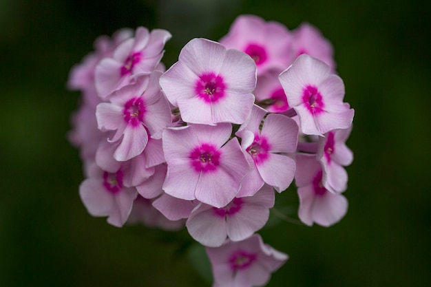 Phlox rosa Fiori decorativi nel giardino Primo piano