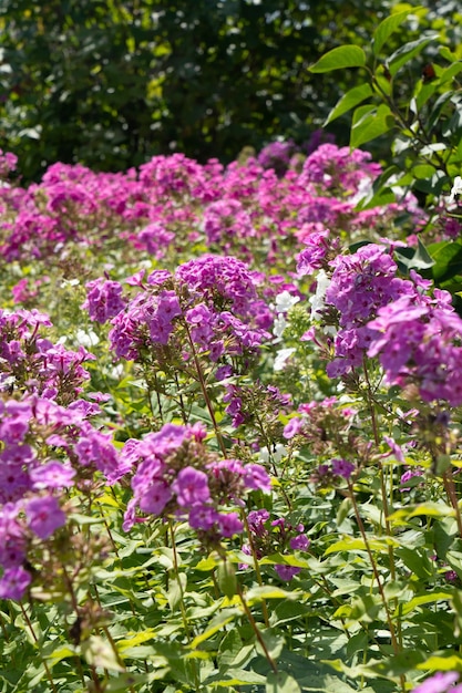 Phlox