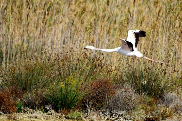 Phoenicopterus roseus - El flamenco comn es una especie de fenicopteriforme.