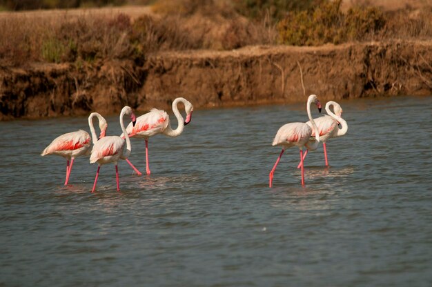 Phoenicopterus roseus - Il fenicottero comune è una specie di uccello fenicopteriforme