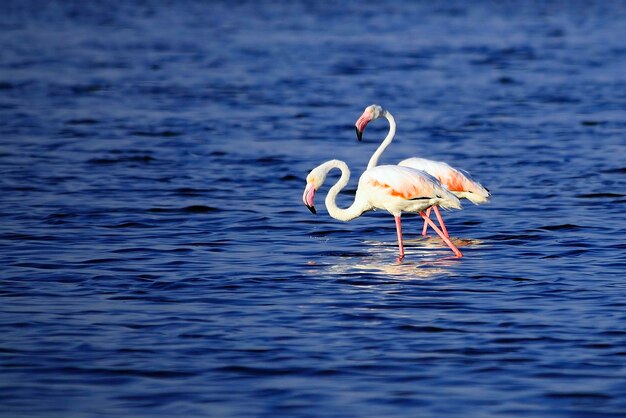 Phoenicopterus roseus - Il fenicottero comune è una specie di uccello fenicopteriforme