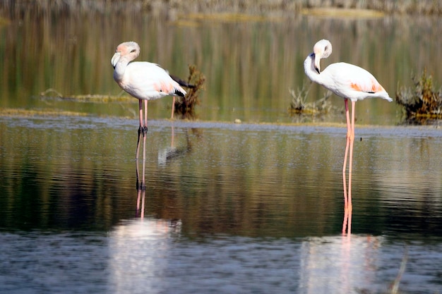 Phoenicopterus roseus - il fenicottero comune è una specie di uccello fenicopteriforme.