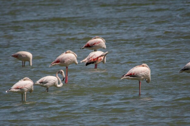 Phoenicopterus roseus - Il fenicottero comune è una specie di uccello phoenicopteriforme della famiglia Phoenicopteridae.