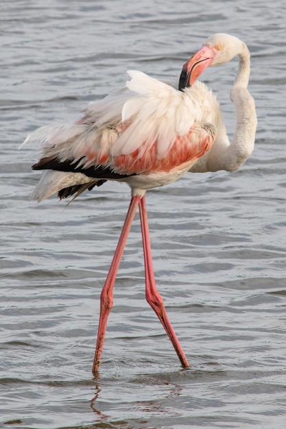 Phoenicopterus roseus uccello nelle paludi mediterranee