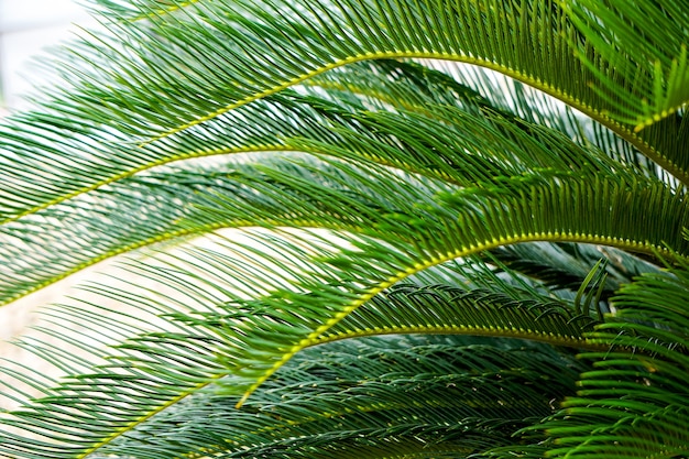 Phoenix roebelenii o pigmeo modello di foglie di palma