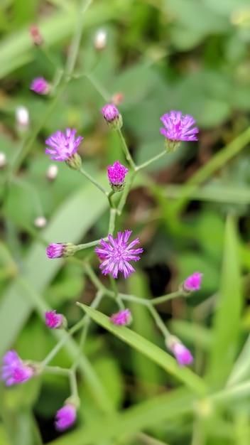 photo Fiori viola nell'erba Cyanthillium è una pianta tropicale nella tribù ironweed nel sunf