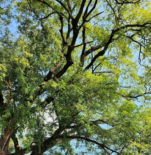 photo Un albero con foglie verdi e rami