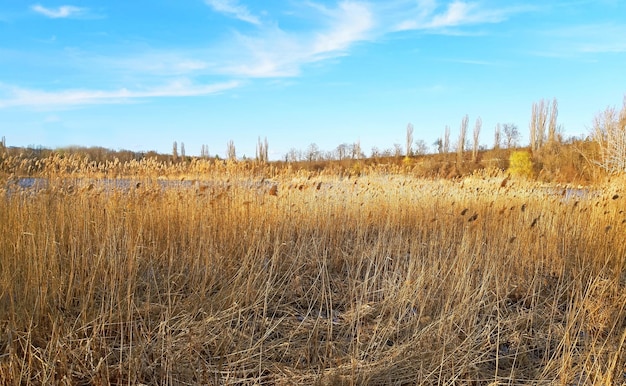 Phragmites sulla riva del lago