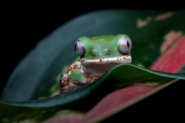 Phyllomedusa hypochondrialis che si arrampica su foglie verdi