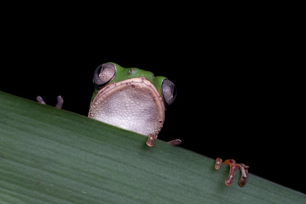 Phyllomedusa hypochondrialis che si arrampica su foglie verdi