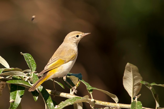 Phylloscopus bonelli - La zanzara papialbo è una specie di passeriforme delle Phylloscopidae