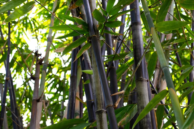Phyllostachys nigra bambù nero in giardino