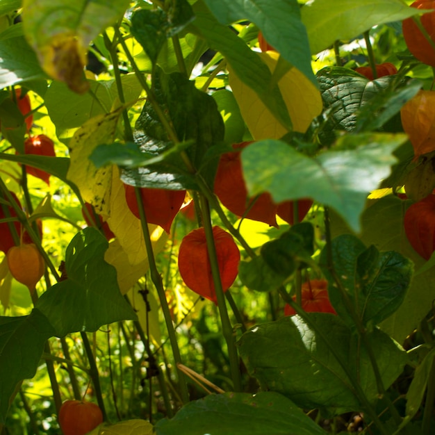 Physalis alkekengi lanterne arancioni di physalis alkekengi tra foglie verdi