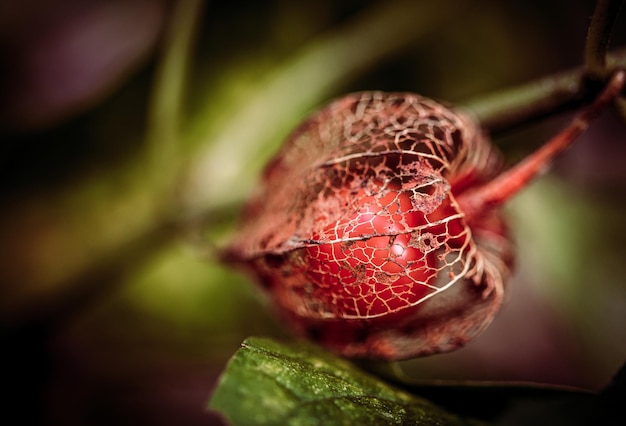 Physalis alkekengi