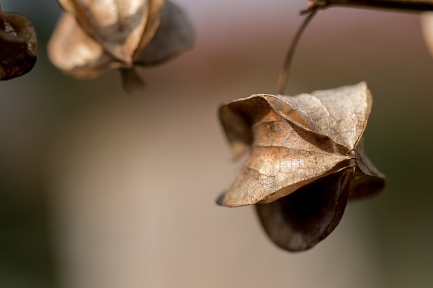 Physalis angulata è secco, un altro tipo di erba tailandese che si trova lungo la strada.