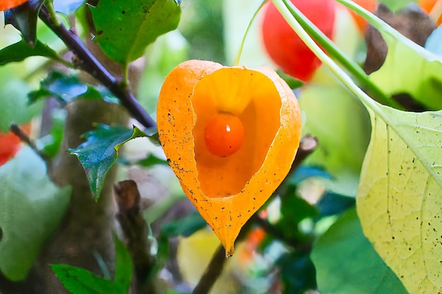 Physalis con vista della pelle aperta della frutta all'interno Frutta ricca di vitamine dal giardino