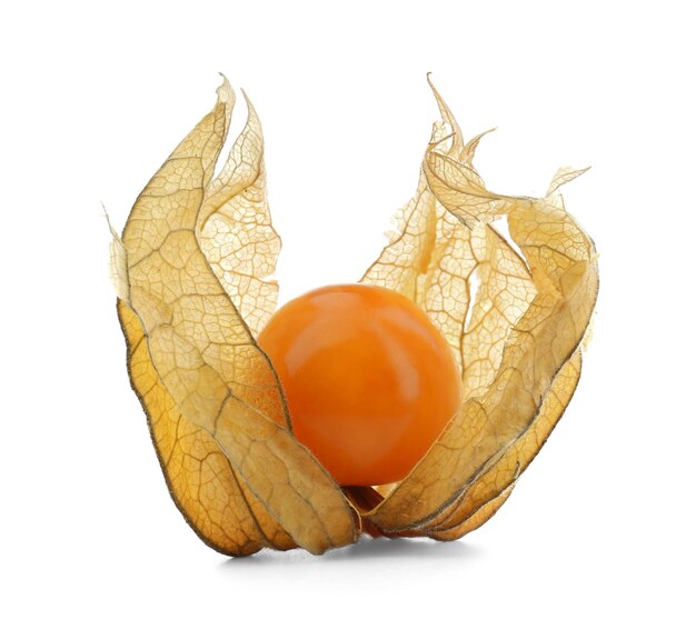 Physalis isolato su bianco