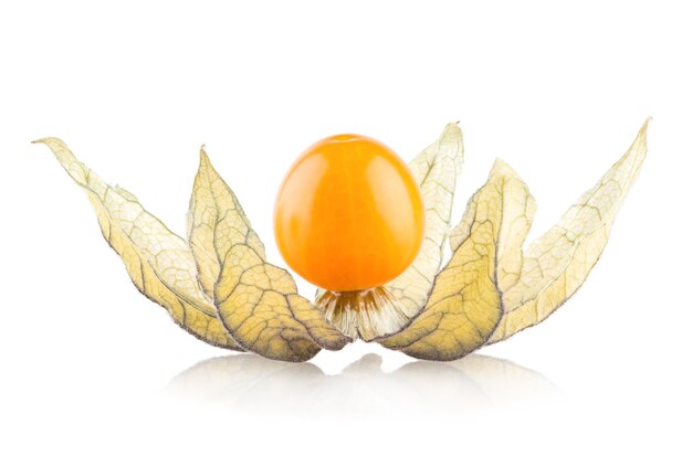 Physalis maturo isolato su sfondo bianco